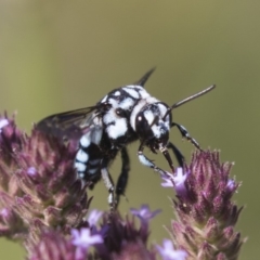 Thyreus caeruleopunctatus at Latham, ACT - 15 Feb 2019 01:41 PM