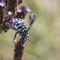 Thyreus caeruleopunctatus at Latham, ACT - 15 Feb 2019 01:41 PM