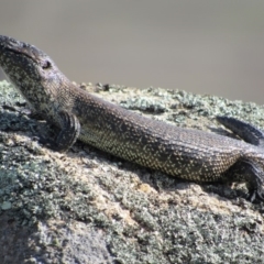 Egernia cunninghami (Cunningham's Skink) at Rendezvous Creek, ACT - 16 Feb 2019 by KShort