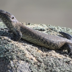 Egernia cunninghami (Cunningham's Skink) at Namadgi National Park - 15 Feb 2019 by KShort