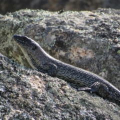 Egernia cunninghami (Cunningham's Skink) at Rendezvous Creek, ACT - 16 Feb 2019 by KShort