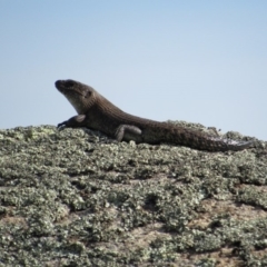 Egernia cunninghami (Cunningham's Skink) at Rendezvous Creek, ACT - 16 Feb 2019 by KShort