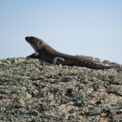 Egernia cunninghami (Cunningham's Skink) at Rendezvous Creek, ACT - 15 Feb 2019 by KShort