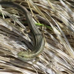 Pseudemoia pagenstecheri (Grassland Tussock-skink) at Namadgi National Park - 15 Feb 2019 by KShort