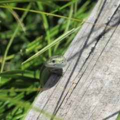 Pseudemoia pagenstecheri (Grassland Tussock-skink) at Namadgi National Park - 16 Feb 2019 by KShort