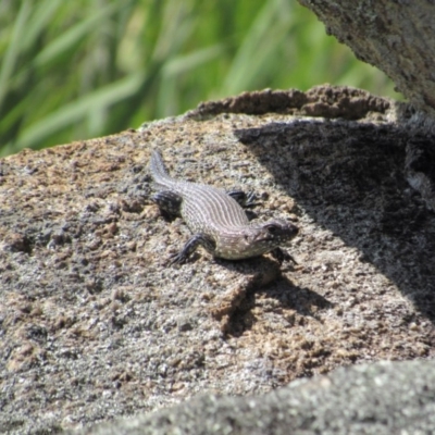 Egernia cunninghami (Cunningham's Skink) at Namadgi National Park - 16 Feb 2019 by KShort