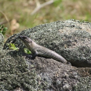 Egernia cunninghami at Rendezvous Creek, ACT - 16 Feb 2019 11:17 AM