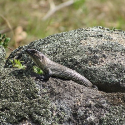 Egernia cunninghami (Cunningham's Skink) at Namadgi National Park - 16 Feb 2019 by KShort