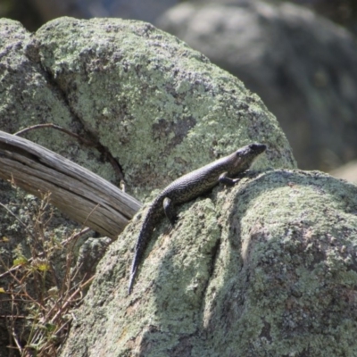 Egernia cunninghami (Cunningham's Skink) at Rendezvous Creek, ACT - 16 Feb 2019 by KShort