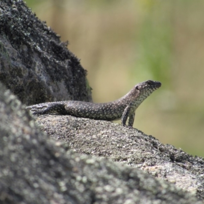 Egernia cunninghami (Cunningham's Skink) at Rendezvous Creek, ACT - 16 Feb 2019 by KShort