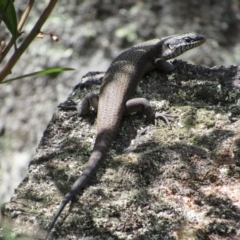 Egernia saxatilis (Black Rock Skink) at Rendezvous Creek, ACT - 16 Feb 2019 by KShort