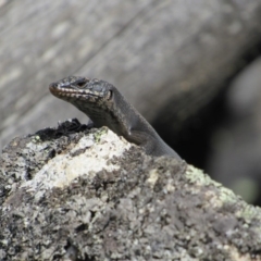 Egernia saxatilis (Black Rock Skink) at Rendezvous Creek, ACT - 16 Feb 2019 by KShort