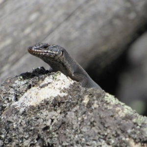 Egernia saxatilis at Rendezvous Creek, ACT - 16 Feb 2019 12:06 PM