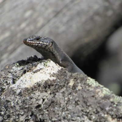 Egernia saxatilis (Black Rock Skink) at Namadgi National Park - 16 Feb 2019 by KShort