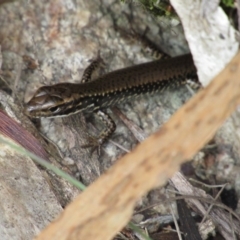 Eulamprus heatwolei (Yellow-bellied Water Skink) at Rendezvous Creek, ACT - 16 Feb 2019 by KShort