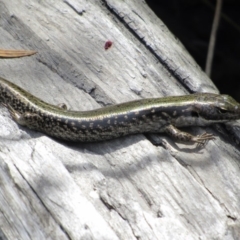 Eulamprus heatwolei (Yellow-bellied Water Skink) at Namadgi National Park - 16 Feb 2019 by KShort