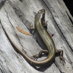 Eulamprus heatwolei at Rendezvous Creek, ACT - 16 Feb 2019