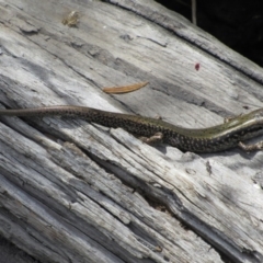 Eulamprus heatwolei at Rendezvous Creek, ACT - 16 Feb 2019