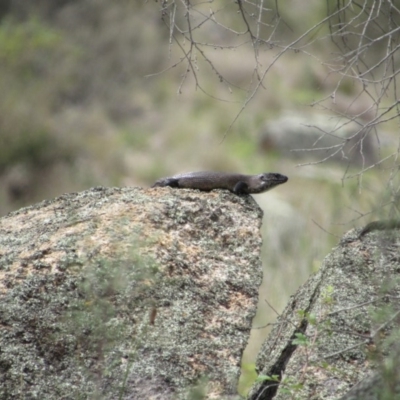 Egernia cunninghami (Cunningham's Skink) at Namadgi National Park - 16 Feb 2019 by KShort