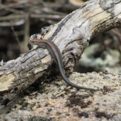 Lampropholis guichenoti (Common Garden Skink) at Rendezvous Creek, ACT - 16 Feb 2019 by KShort