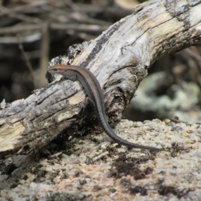 Lampropholis guichenoti (Common Garden Skink) at Namadgi National Park - 16 Feb 2019 by KShort