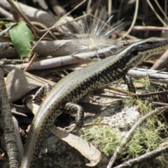 Eulamprus heatwolei (Yellow-bellied Water Skink) at Namadgi National Park - 16 Feb 2019 by KShort