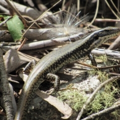Eulamprus heatwolei (Yellow-bellied Water Skink) at Rendezvous Creek, ACT - 16 Feb 2019 by KShort