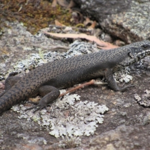 Egernia saxatilis at Rendezvous Creek, ACT - 16 Feb 2019