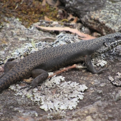 Egernia saxatilis (Black Rock Skink) at Rendezvous Creek, ACT - 16 Feb 2019 by KShort