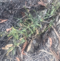 Bossiaea buxifolia (Matted Bossiaea) at Burra, NSW - 16 Feb 2019 by Safarigirl