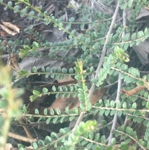 Bossiaea buxifolia at Burra, NSW - 16 Feb 2019