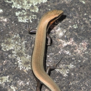 Acritoscincus platynotus at Rendezvous Creek, ACT - 16 Feb 2019