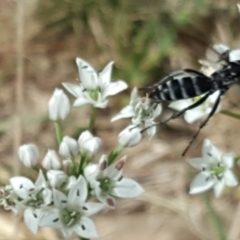 Turneromyia sp. (genus) (Zebra spider wasp) at Isaacs, ACT - 16 Feb 2019 by Mike