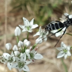 Turneromyia sp. (genus) at Isaacs, ACT - 16 Feb 2019 03:01 PM