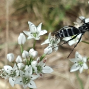Turneromyia sp. (genus) at Isaacs, ACT - 16 Feb 2019