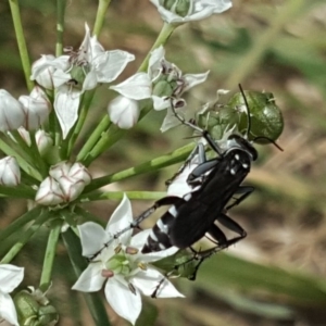 Turneromyia sp. (genus) at Isaacs, ACT - 16 Feb 2019