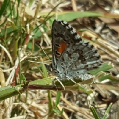 Lucia limbaria (Chequered Copper) at Isaacs, ACT - 16 Feb 2019 by Mike