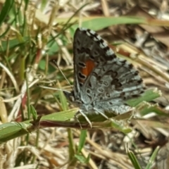 Lucia limbaria (Chequered Copper) at Isaacs, ACT - 16 Feb 2019 by Mike