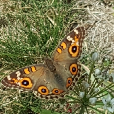 Junonia villida (Meadow Argus) at Isaacs, ACT - 16 Feb 2019 by Mike