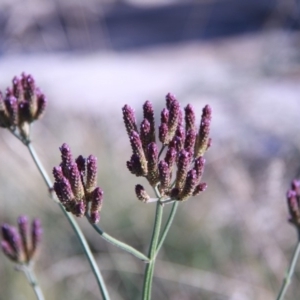 Verbena incompta at Harrison, ACT - 16 Feb 2019 08:49 AM