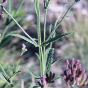 Verbena incompta at Harrison, ACT - 16 Feb 2019