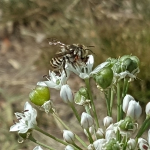 Megachile (Eutricharaea) macularis at Isaacs, ACT - 16 Feb 2019