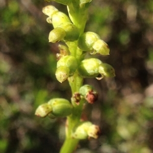 Microtis sp. at Burra, NSW - 17 Dec 2017