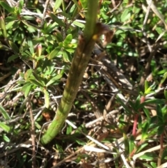 Microtis sp. at Burra, NSW - 17 Dec 2017