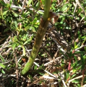 Microtis sp. at Burra, NSW - 17 Dec 2017