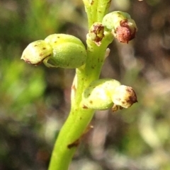 Microtis sp. at Burra, NSW - 17 Dec 2017