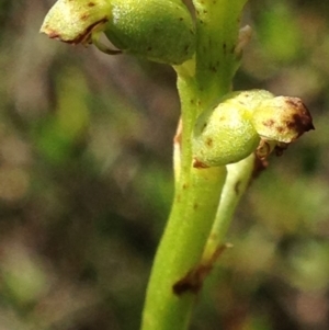 Microtis sp. at Burra, NSW - 17 Dec 2017