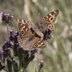 Junonia villida (Meadow Argus) at Latham, ACT - 15 Feb 2019 by AlisonMilton