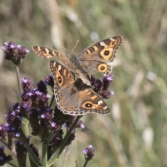 Junonia villida at Latham, ACT - 15 Feb 2019