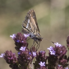 Taractrocera papyria (White-banded Grass-dart) at Latham, ACT - 15 Feb 2019 by AlisonMilton